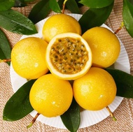 【Malaysia】Panama Rose Gold Passion Fruit Tree 巴拿马玫瑰香黄金百香果树苗