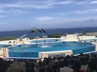 沖繩旅遊|星野BANTA咖啡‧雙樂園～美之海水族館～海豚秀＆DMM水族館～可愛企鵝‧神宮祈福四日｜升等1晚星野OMO5