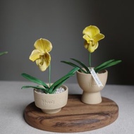 黃肉餅仙履蘭 Paph.In-Charm Gold 皮革蘭花