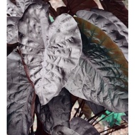 Colocasia Black Ripple/Keladi hiasan/Pokok hiasan hidup/Keladi ombak/Ornamental plant/Indoor plant