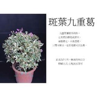 心栽花坊-斑葉九重葛/7吋/綠化植物/售價200特價180