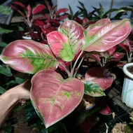 Aglaonema Moonlight Cungkok