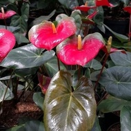 Tanaman Anthurium Presiden / Anthurium Saxo / anthurium green red