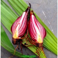 Dayak Dayak Burning Bulb With Roots / Dayak Garlic Potato For Cooking