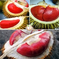 [RARE] Benih POKOK DURIAN ISI MERAH SABAH RED DURIAN (Durio Graveolens) pokok grafted #liveplant