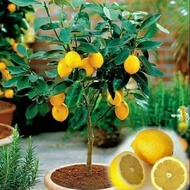 Bibit jeruk lemon california amerika