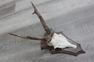 古董 鹿角標本 1 水鹿