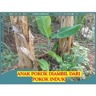 ANAK POKOK PISANG | 40 HARI | NANGKA | TANDUK | RASTALI [RANDOM SIZE][BUKAN TISU KULTUR]