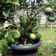 Bibit jeruk Bali pohon jeruk Bali hasil okulasi