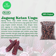 ( 500 Gram ) Benih Biji Jagung Ketan Ungu | Jagung Ungu