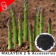Asparagus Seeds / Vegetables Seeds Ready Stock -