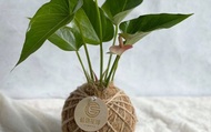 【瓔珞莊園 - PD48 粉紅火鶴小苔球】自然系植栽，辦公室療癒小物