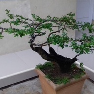 Bonsai Pohon Serut