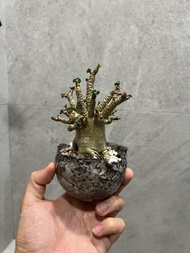 羊角沙漠玫瑰 安西岳朗盆 塊根 植物