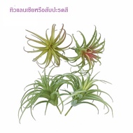 Fake Trees Tulansia Or Pineapple Color 3 Colors