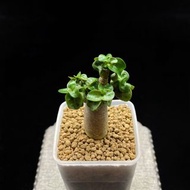 SG3524-精品泰國DHA迷你羊角沙漠玫瑰/超靚小葉🔥多肉植物小盆栽禮物🔥