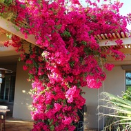 Step Love Bougainvillea Potted Sapling Double-Petal Climbing Vine Old Pile Garden Climbing Plant Multi-Color Balcony Flo