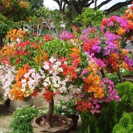 Double Petals Bougainvillea Beautiful Bonsai Seeds"FREE Flower Seeds"