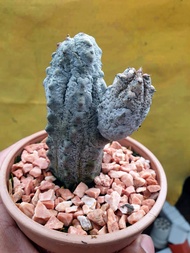 ต้นยูโฟร์เบีย แอ๊ปเดล Euphorbia abdelkuri #Euphorbia #cactus #ยูโฟเบีย #กระถาง #เมล็ดพันธุ์พืช