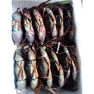 Fresh Male meatcrab/Ketam nipah jantan hidup