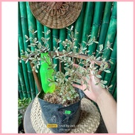☽ ❏  Variegated African Talisay  Garden Decoration