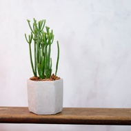 【室內盆栽】珊瑚大戟盆栽 觀葉植物 多肉植物 盆栽 開幕送禮