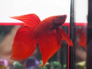 ปลากัดจีนสีแดงสวยงาม หางยาว คัดเกรด เพศผู้ (มีรับประกันสินค้า)(มีเก็บเงินปลายทาง)