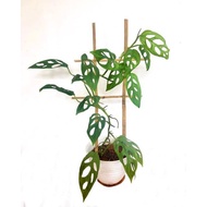 Monstera Janda Bolong / Monstera Obliqua