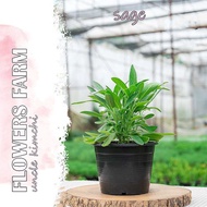 Sage Plant 药用鼠尾草 | Common Sage | Pokok Herba Hidup | Live Herb Plant
