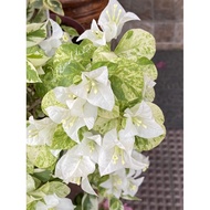 ♞Rare hybrid bougainvillea cuttings (NOT yet rooted)