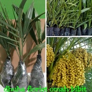 BIBIT KURMA KL1 HIBRID THAILAND