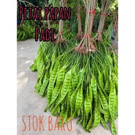 PETAI FRESH PADI DAN PAPAN MIN ODER 5 PAPAN KEATAS