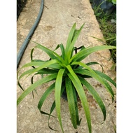 Dracaena draco # indoor/outdoor plant #anak pokok