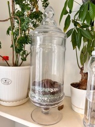 玻璃生態缸植物生態瓶苔蘚, 婚禮糖果玻璃瓶Candy Corner