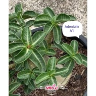 Adenium seed( A1,GTM,Gudji 1,piya) Thailand bunga kemboja benih/富贵花种子/沙漠玫瑰种子bunga benih/flower seed 花种子