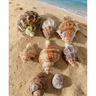 8pcs hermit crab house ( bundling package)