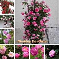 จัดส่งในพื้นที่ พร้อมสต็อก ปีนเมล็ดกุหลาบ Climbing Rose Seeds 100pcs เมล็ดพันธุ์ บอนสี เมล็ดดอกไม้ เมล็ดบอนสี บอนสีหายาก ดอกไม้ ต้นไม้มงคล บอนสีชายชล เมล็ดพันธุ์ดอกไม้ เม็ดบอนสี ดอกไม้จริง ต้นดอกไม้สวยๆ Flower ของแต่งสวน บอนไซ ต้นไม้ฟอกอากาศ Plants