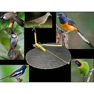 Murai BIRD TRAP MURAI BIRD TRAP STONE BIRDS SERNDIT BIRD TRAP SERNDIT BIRD TRAP