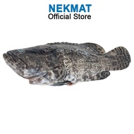 KERAPU HIBRID FROZEN CLEANED 500-600GM PCS | Cleaned Gutted Fish | IKAN KERAPU HIBRID BEKU | IKAN SE