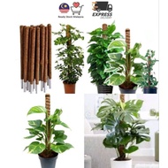 SABUT KELAPA BATANG COCO STICK