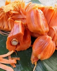 Bibit Buah Nangka Mini Merah Atau Nangka Madu