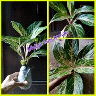 tanaman hias aglaonema butterfly/aglonema butterfly/pohon aglaonema