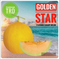 Paket 110 Biji GOLDEN STAR (MMT) Melon Manis  F1 Hybrid Kenari Kulit Kuning Isi Oren Super Sweet Can