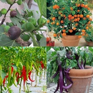 AJIMINO BAJA ORGANIK KOPI  1-2kg(Repack)