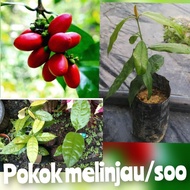 pokok belinjau pokok sayuran mudah tanam banyak khasiat ++++++++++Anak Pokok Anggur Brasil +++ Ready