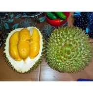 anak pokok banih durian tangkai panjang/ kanyau (D158 )