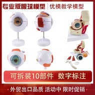 Genuine High-End Professional Version Medical Human Eyeball Anatomy Model Eye Anatomy Structure Faci