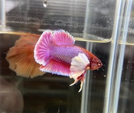 HMPK DUMBO halfmoon plakat hmpk random pick/ IKAN LAGA DUMBO hmpk random pick