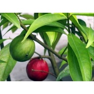 AZ Fresh Mahkotadewadaun 200 grams