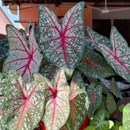 💥Caladium Red Spider💥